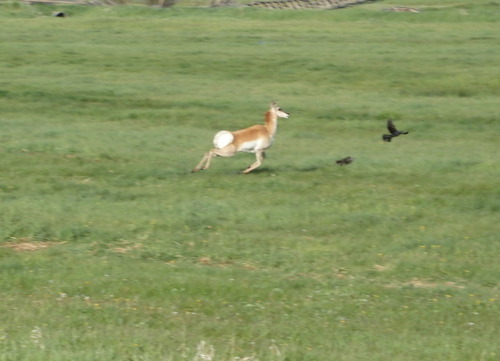 GDMBR: We scared the Antelope and it scared a Crow.